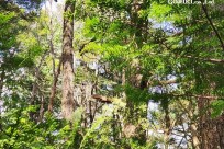 星のや富士様　「樹海溶岩ハイキング」