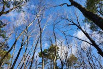 樹海モーニングツアー