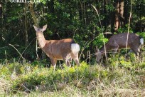 樹海モーニングツアー