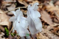 樹海モーニングツアー