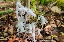 樹海モーニングツアー