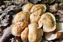 樹海モーニングツアー