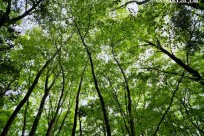 樹海モーニングツアー