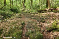 樹海モーニングツアー