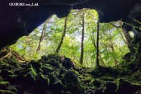 樹海モーニングツアー