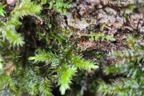 樹海モーニングツアー