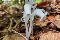 樹海モーニングツアー