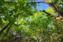 樹海モーニングツアー