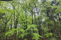 樹海モーニングツアー