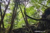 樹海モーニングツアー