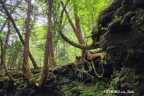 樹海モーニングツアー