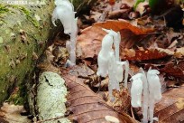 樹海モーニングツアー