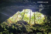 樹海モーニングツアー