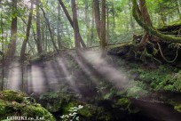 樹海モーニングツアー