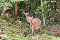樹海モーニングツアー