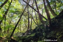 樹海モーニングツアー