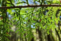 特別樹海ネイチャーツアー