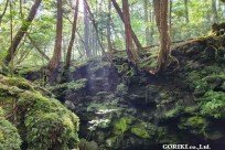 樹海モーニングツアー
