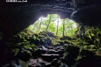 樹海モーニングツアー