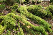 星のや富士様　樹海溶岩ハイキング