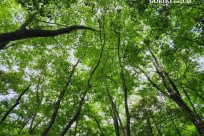 星のや富士様　樹海溶岩ハイキング