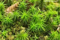 樹海モーニングツアー