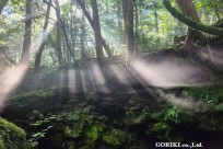 樹海モーニングツアー