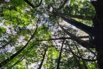 樹海モーニングツアー