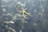 樹海モーニングツアー