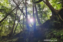 樹海モーニングツアー