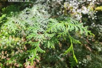 樹海モーニングツアー