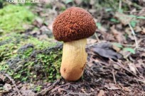 樹海モーニングツアー