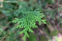 樹海モーニングツアー（取材）