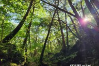 樹海モーニングツアー