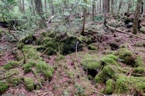 星のや富士様　樹海溶岩ハイキング