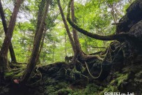樹海モーニングツアー