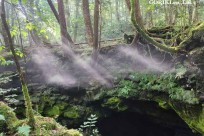 樹海モーニングツアー