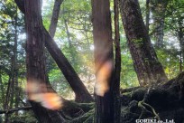 樹海モーニングツアー