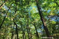 樹海モーニングツアー