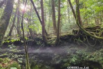 樹海モーニングツアー