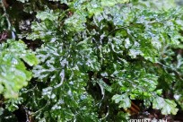 樹海モーニングツアー