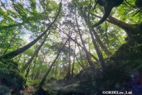 樹海モーニングツアー