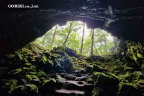 樹海モーニングツアー