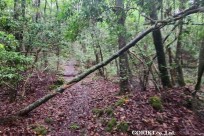 樹海モーニングツアー