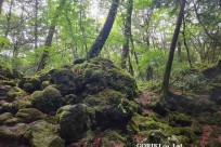 樹海モーニングツアー