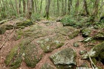 樹海モーニングツアー