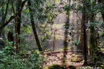 樹海モーニングツアー