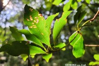 樹海モーニングツアー