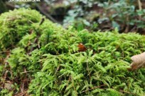 樹海モーニングツアー