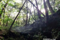 樹海モーニングツアー